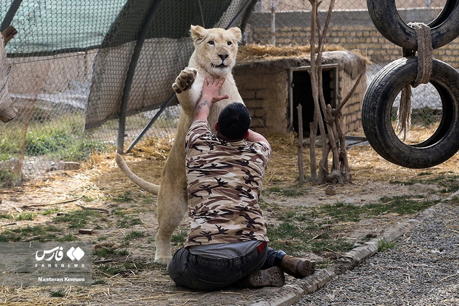 سانا، توله «شیر سفید آفریقایی»