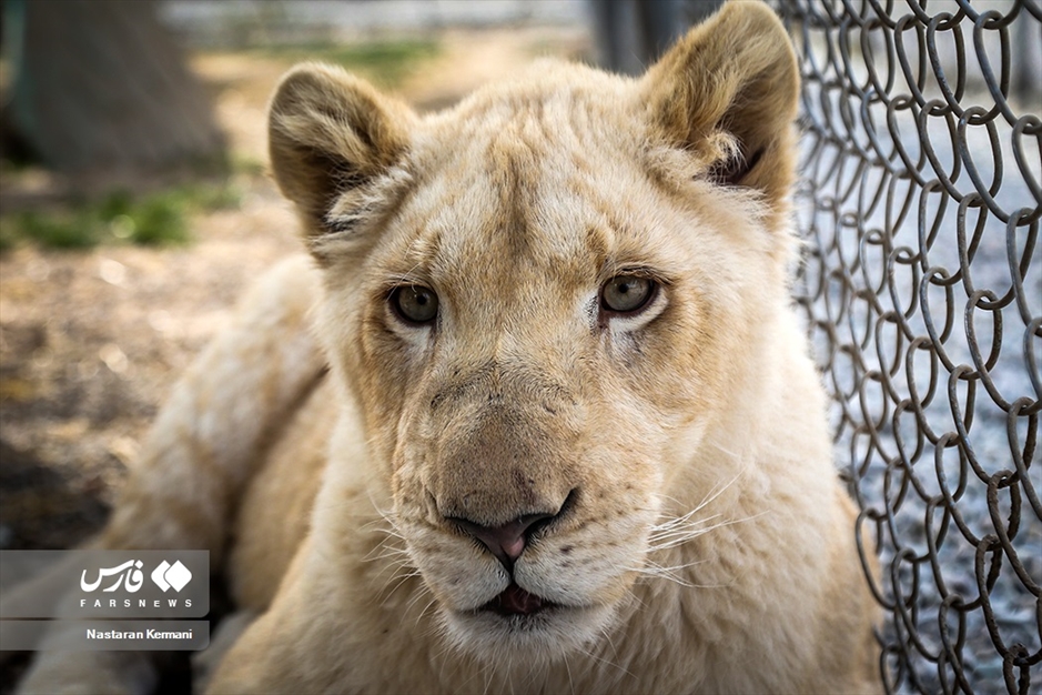 سانا، توله «شیر سفید آفریقایی»