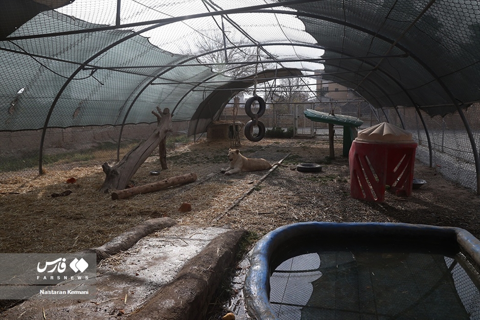 سانا، توله «شیر سفید آفریقایی»