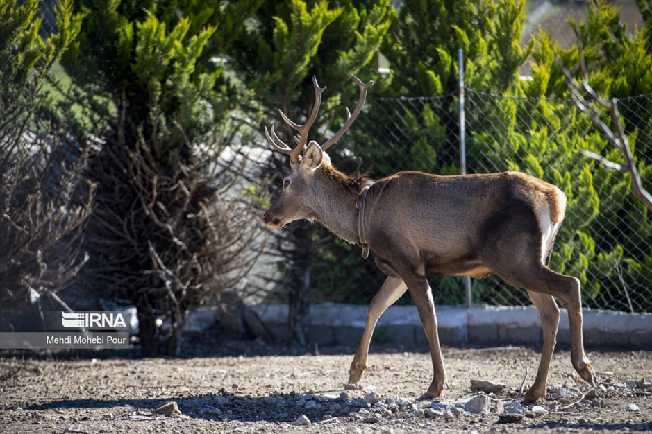مَرال در خانه