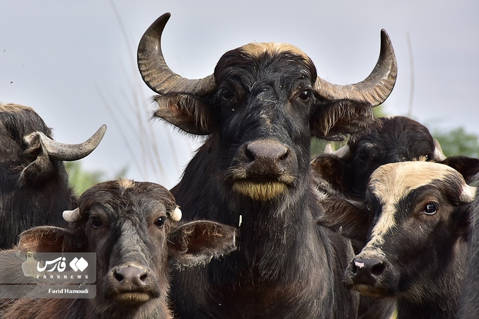 پرورش گاومیش در «خوزستان»