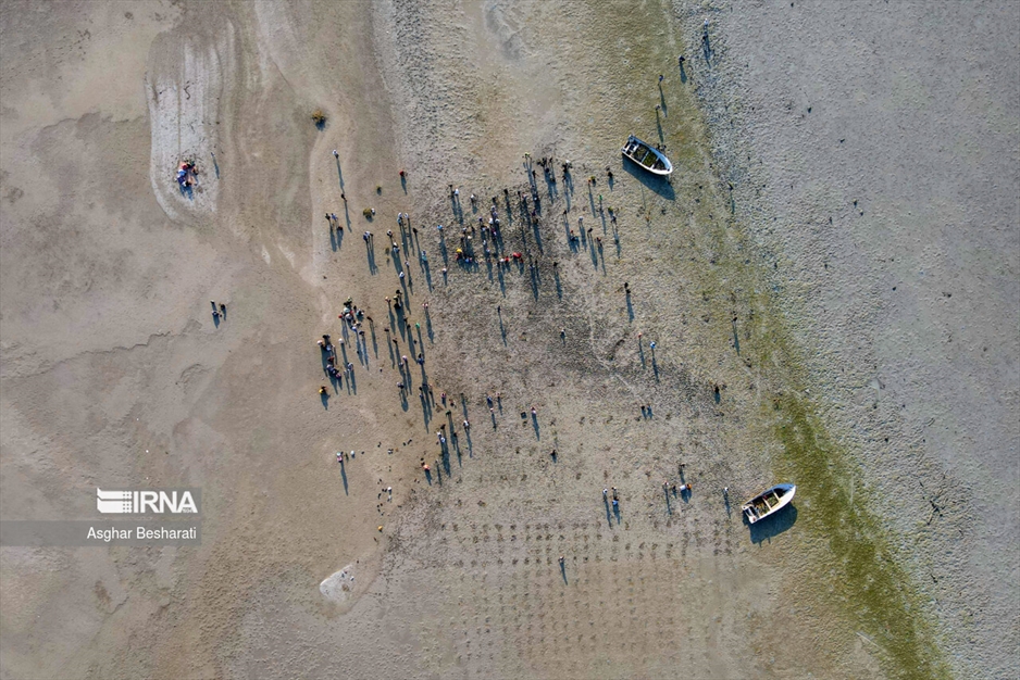 کاشت ۲ هزار نهال حَرّا در جزیره قشم