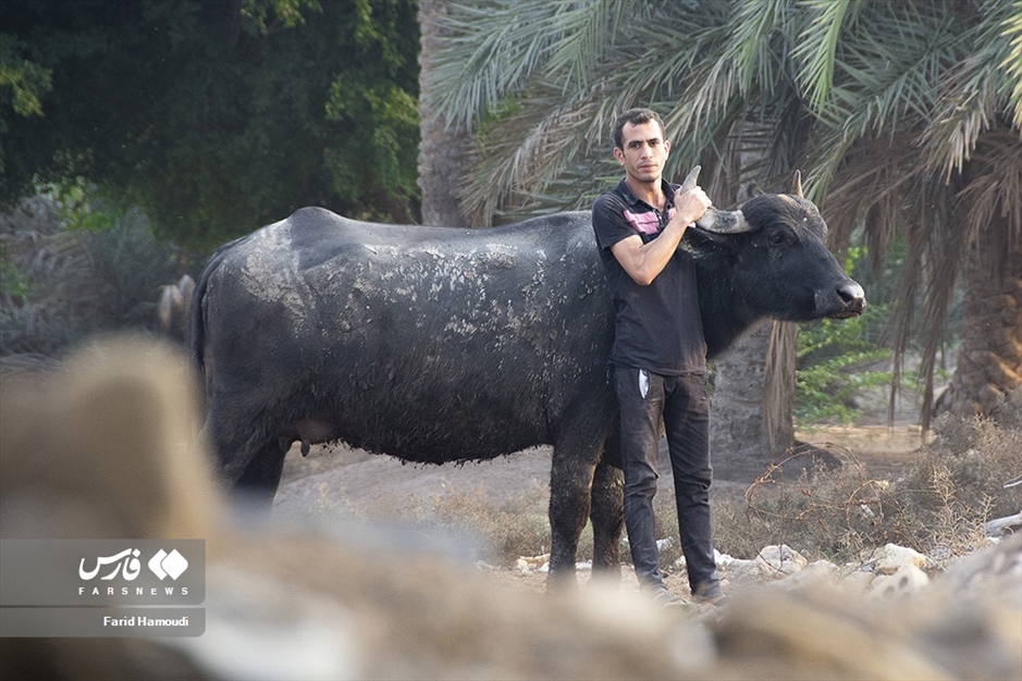 پرورش گاومیش در «خوزستان»