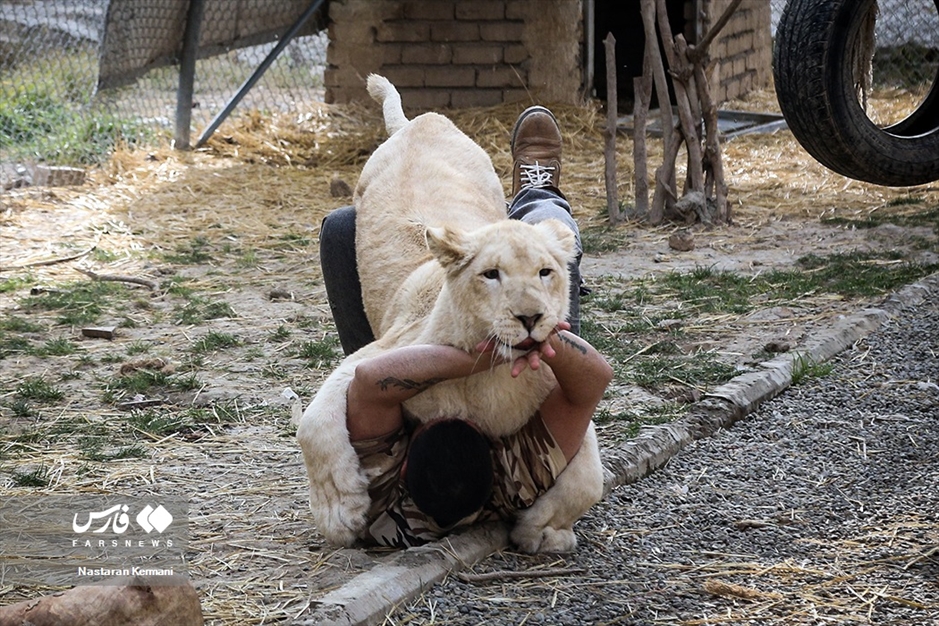 سانا، توله «شیر سفید آفریقایی»