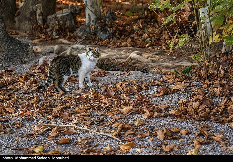 طبیعت باغ پهلوان پور- مهریز