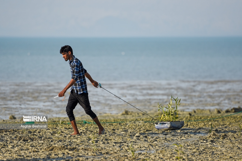 کاشت ۲ هزار نهال حَرّا در جزیره قشم