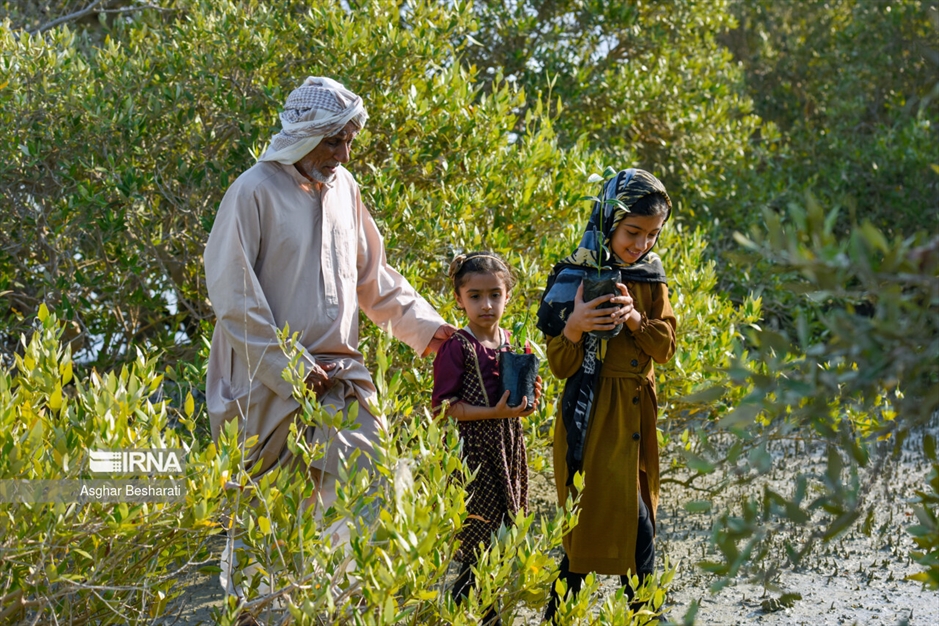 کاشت ۲ هزار نهال حَرّا در جزیره قشم