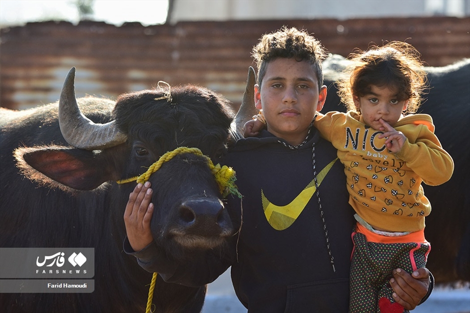پرورش گاومیش در «خوزستان»