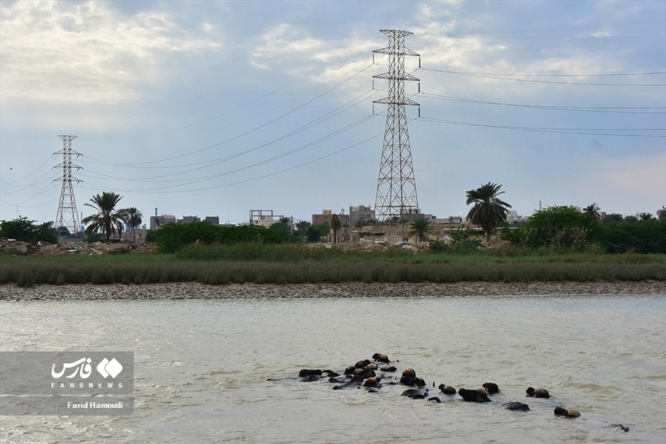 پرورش گاومیش در «خوزستان»