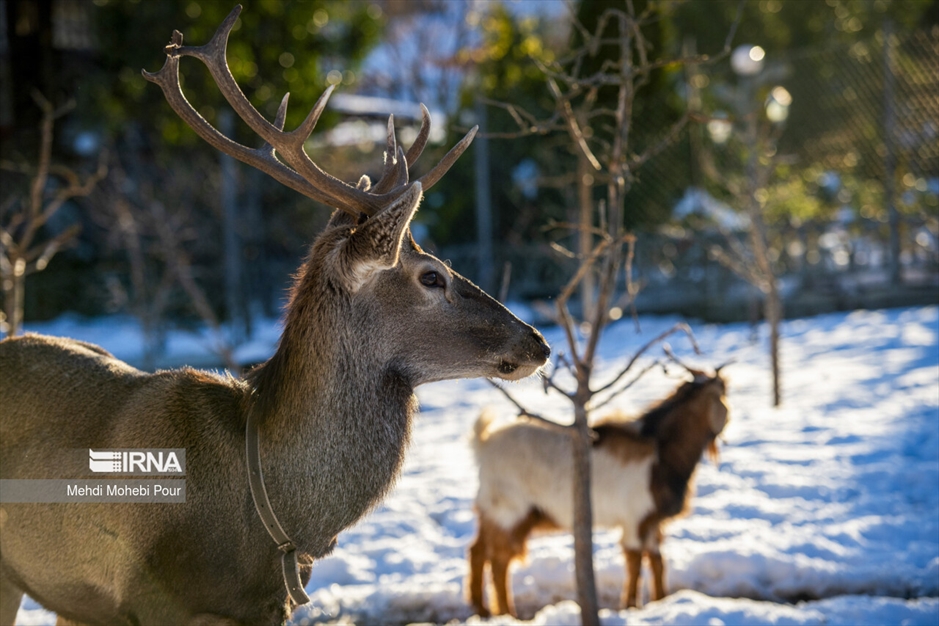 مَرال در خانه
