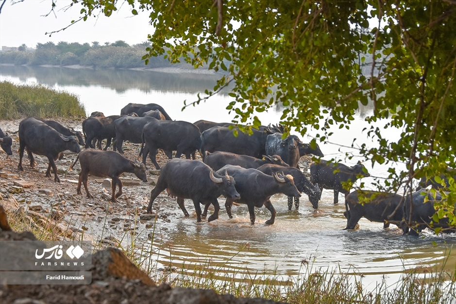پرورش گاومیش در «خوزستان»