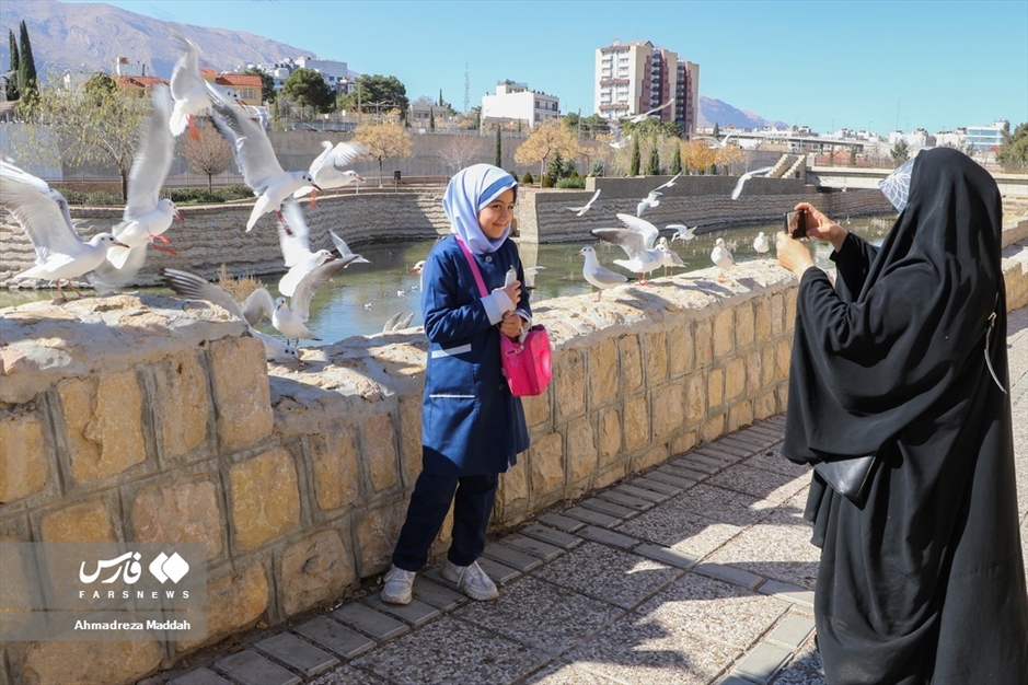 «شیراز گذرانی» میهمانان زمستانه