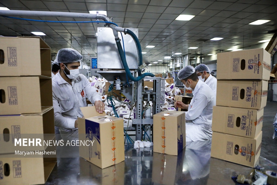 تولید لبنیات در کارخانه لبنی