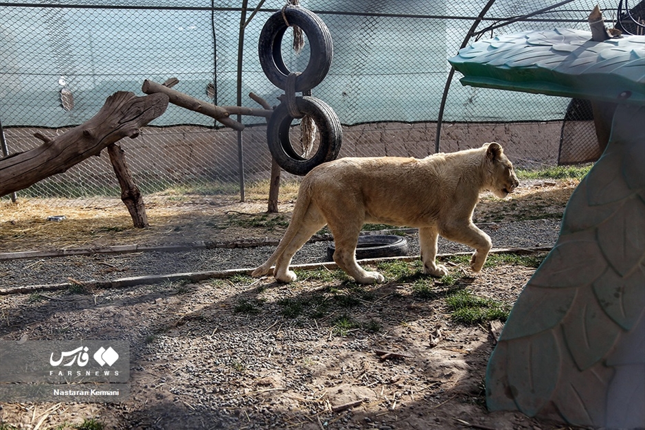 سانا، توله «شیر سفید آفریقایی»