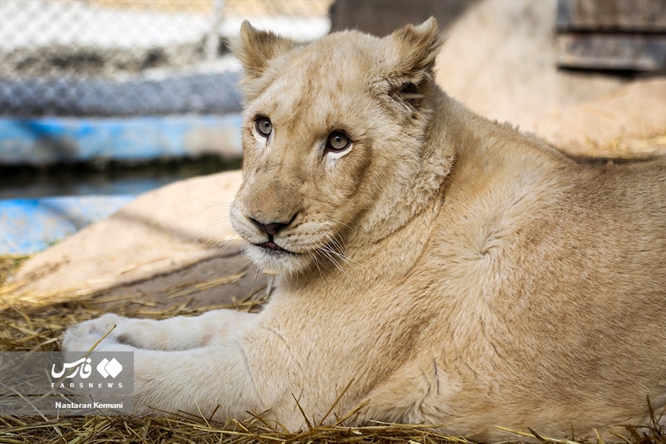 سانا، توله «شیر سفید آفریقایی»