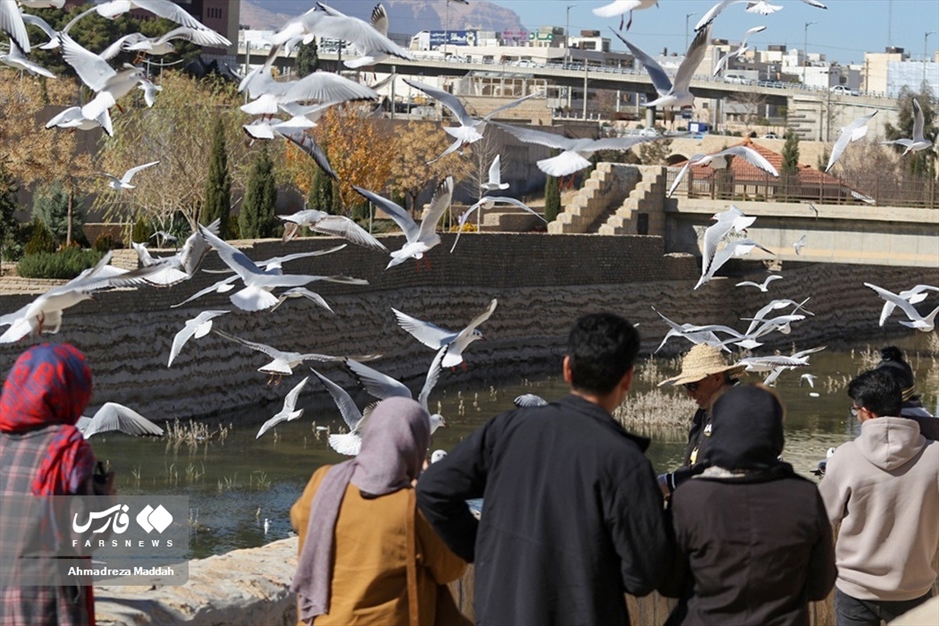 «شیراز گذرانی» میهمانان زمستانه