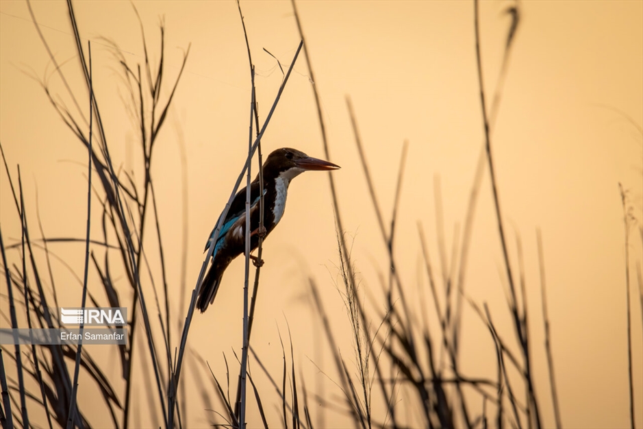 کلان‌تالاب «هورالعظیم»