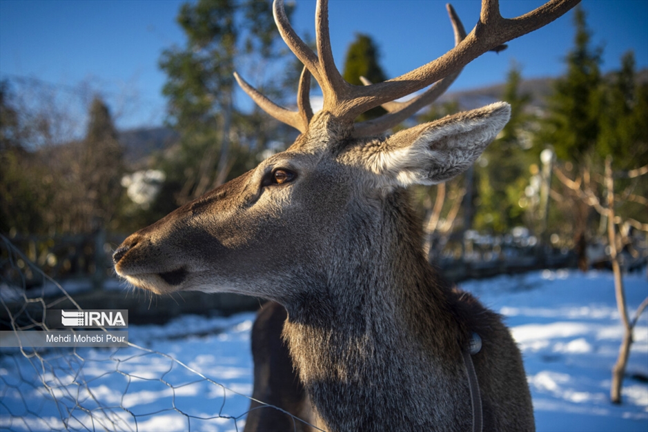 مَرال در خانه
