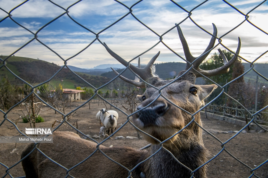مَرال در خانه