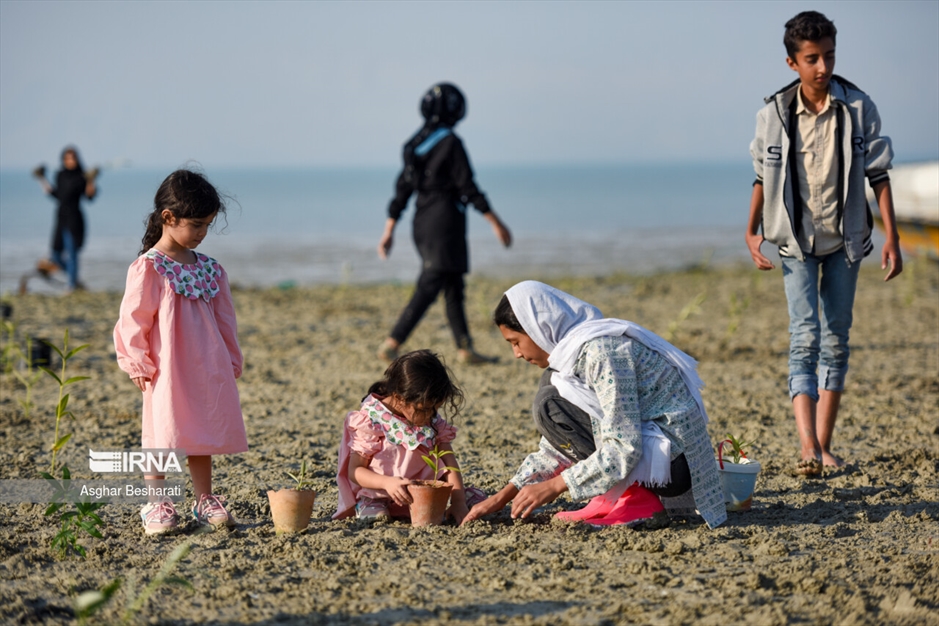 کاشت ۲ هزار نهال حَرّا در جزیره قشم