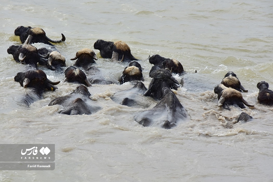 پرورش گاومیش در «خوزستان»