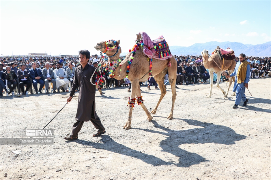 جشنواره شتر طلای بیابان