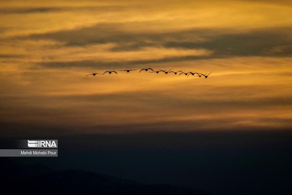 قوهای مهاجر در تالاب سرخ رود