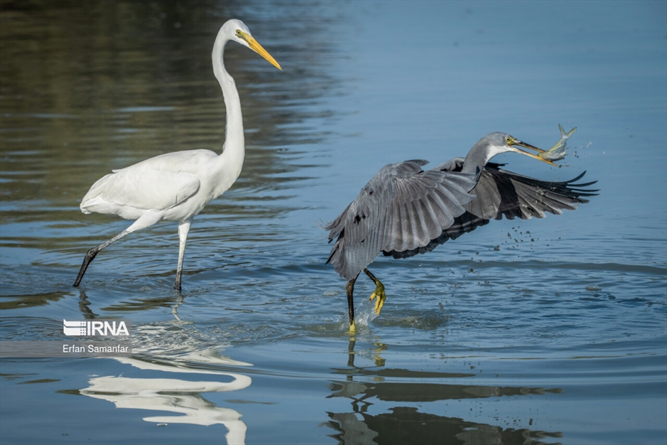 شکارچیان تالاب