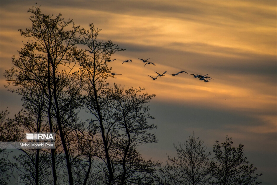 قوهای مهاجر در تالاب سرخ رود