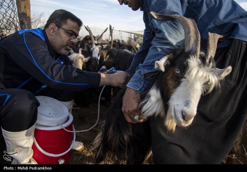 واکسیناسیون دام های عشایری -اهواز