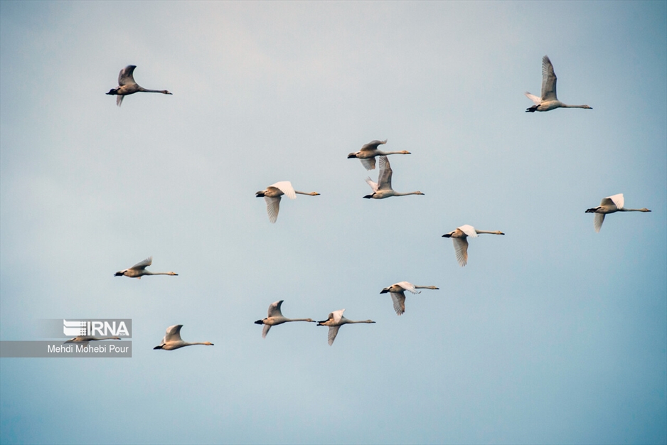 قوهای مهاجر در تالاب سرخ رود