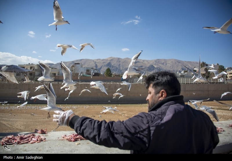 مرغان کاکایی در نهر اعظم شیراز