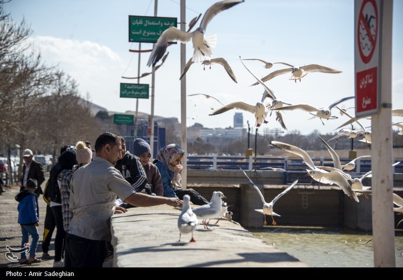 مرغان کاکایی در نهر اعظم شیراز