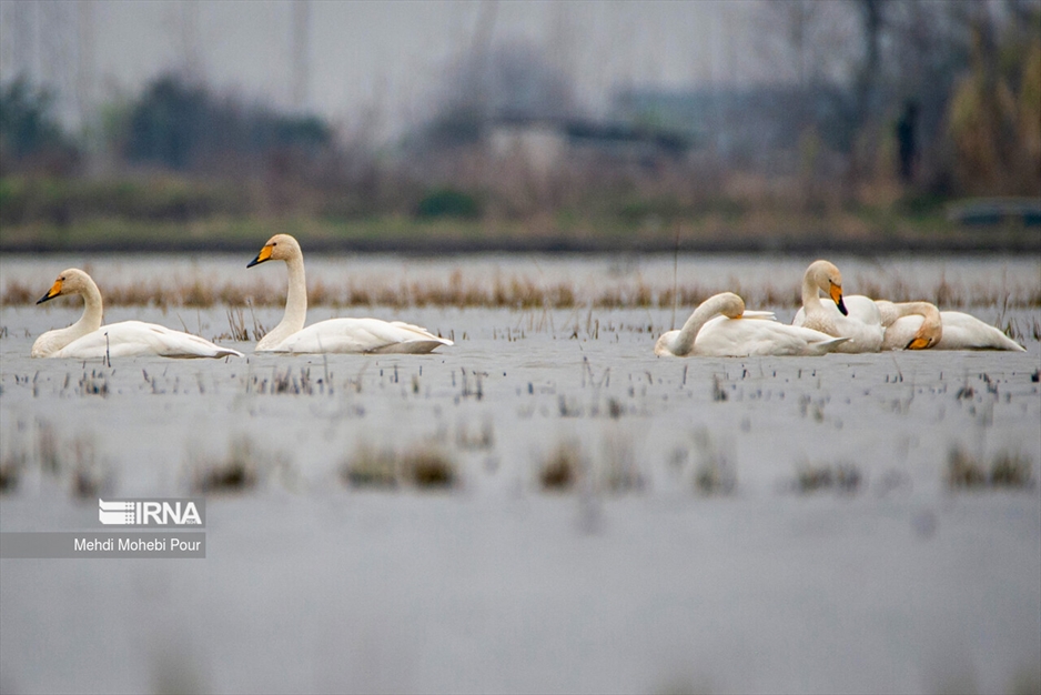 قوهای مهاجر در تالاب سرخ رود