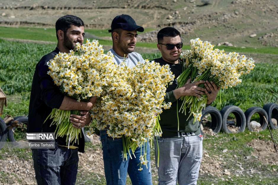 نذر گل نرگس