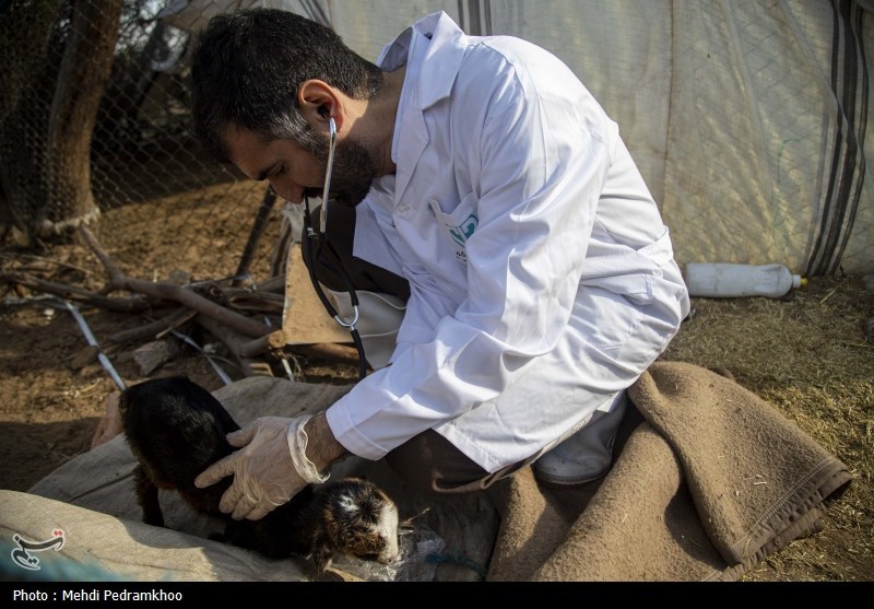 واکسیناسیون دام های عشایری -اهواز