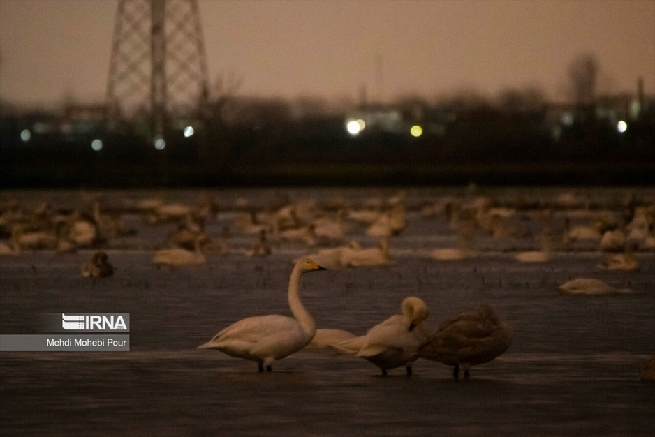 قوهای مهاجر در تالاب سرخ رود