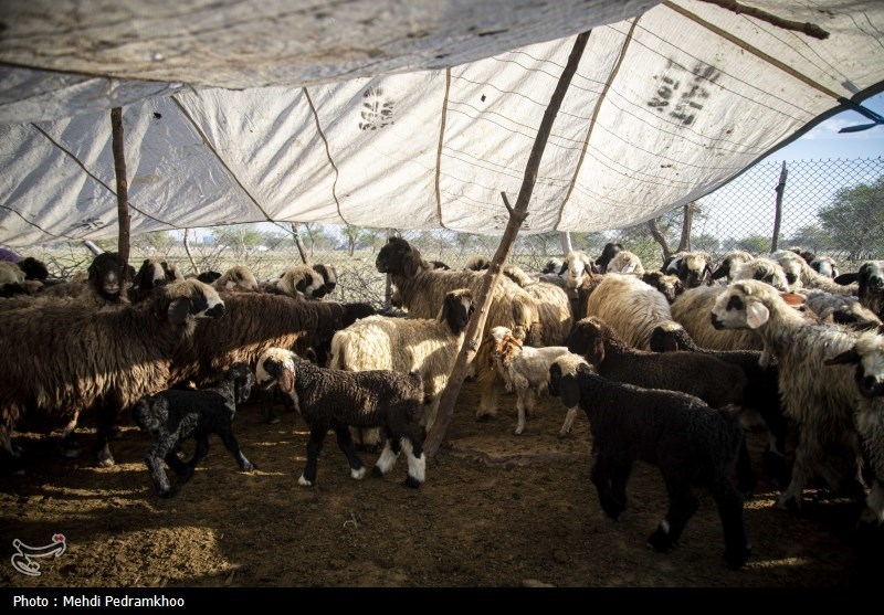 واکسیناسیون دام های عشایری -اهواز