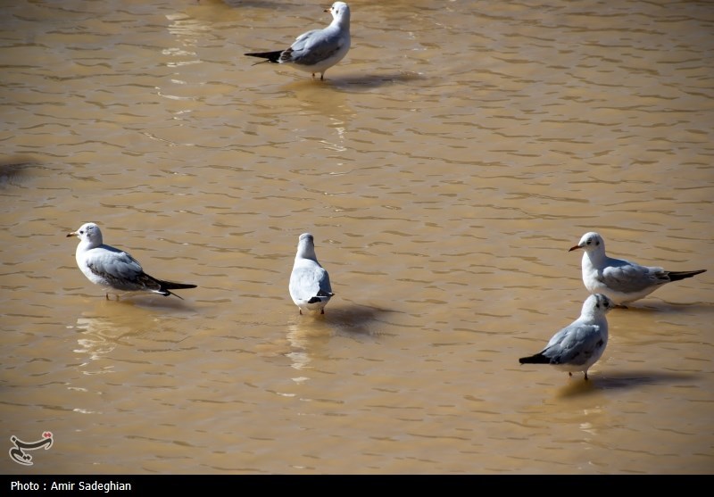 مرغان کاکایی در نهر اعظم شیراز