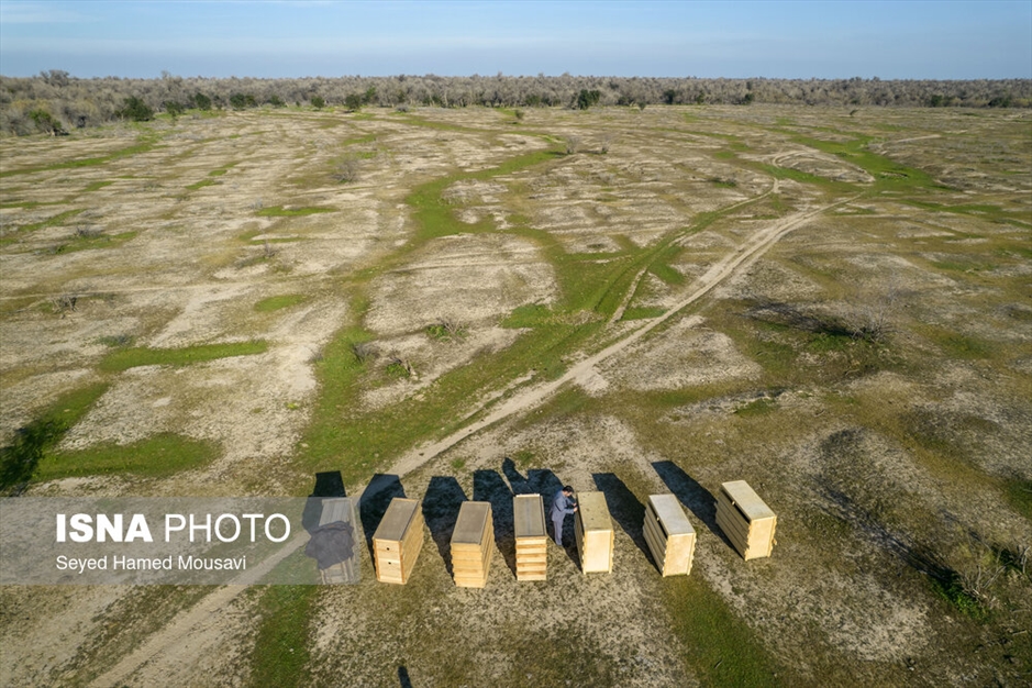 رهاسازی ۱۰ راس گوزن زرد ایرانی در پارک ملی دز