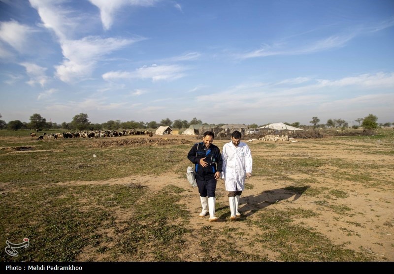 واکسیناسیون دام های عشایری -اهواز