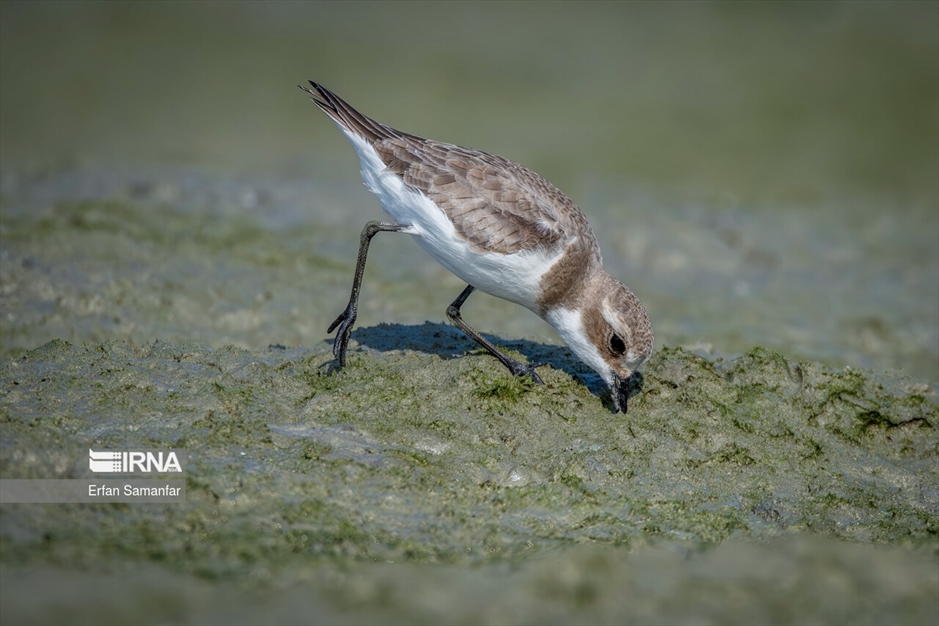 شکارچیان تالاب