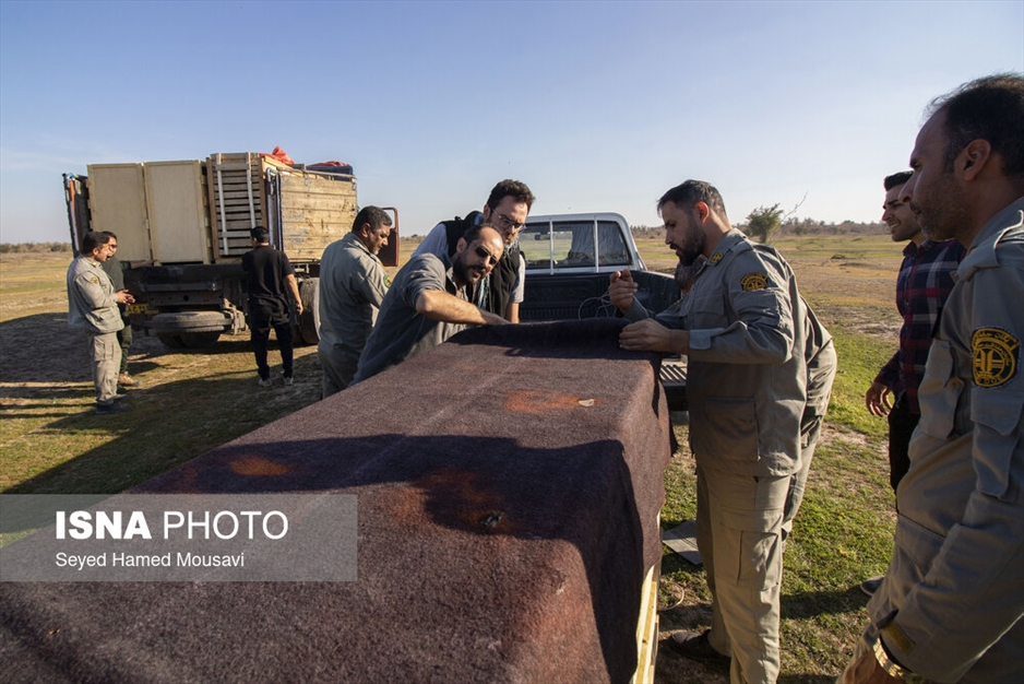رهاسازی ۱۰ راس گوزن زرد ایرانی در پارک ملی دز