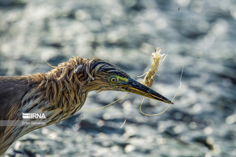 شکارچیان تالاب