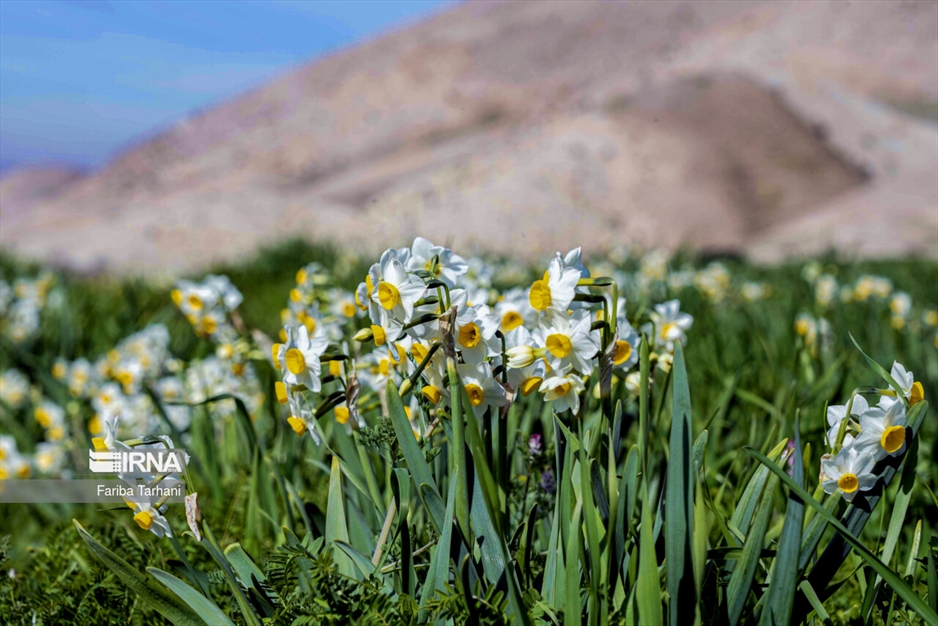 نذر گل نرگس