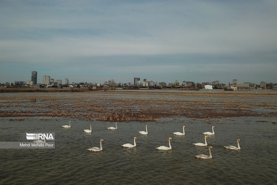 قوهای مهاجر در تالاب سرخ رود