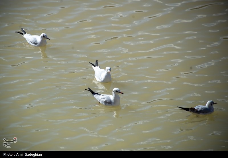 مرغان کاکایی در نهر اعظم شیراز