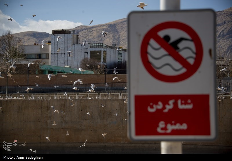 مرغان کاکایی در نهر اعظم شیراز