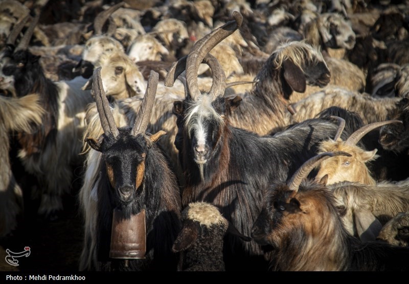 واکسیناسیون دام های عشایری -اهواز