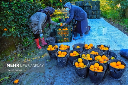 برداشت پرتقال در باغات گلستان